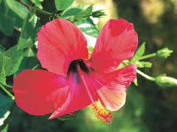  Hibiskus Sabdariffaun 