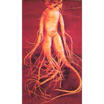  Panax Ginseng 