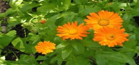  Yeni Bir Antikanser "Calendula" 